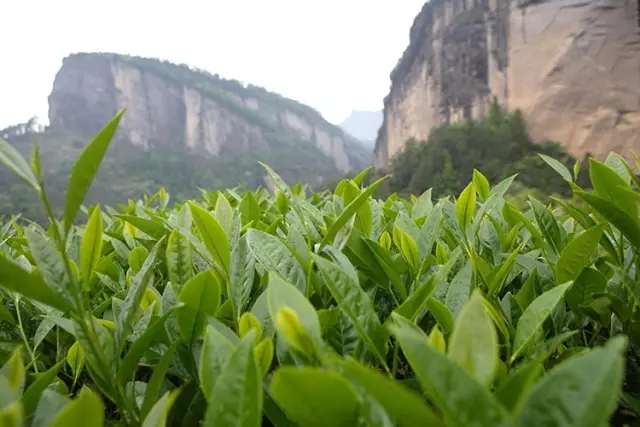 福建茶历史至今多久