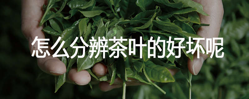 怎么分辨茶叶的好坏呢