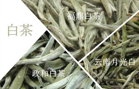 白色茶是什么茶