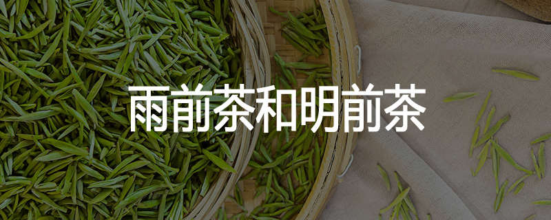 雨前茶和明前茶