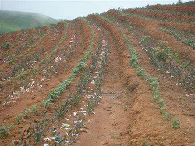 茶叶种植多久可采摘