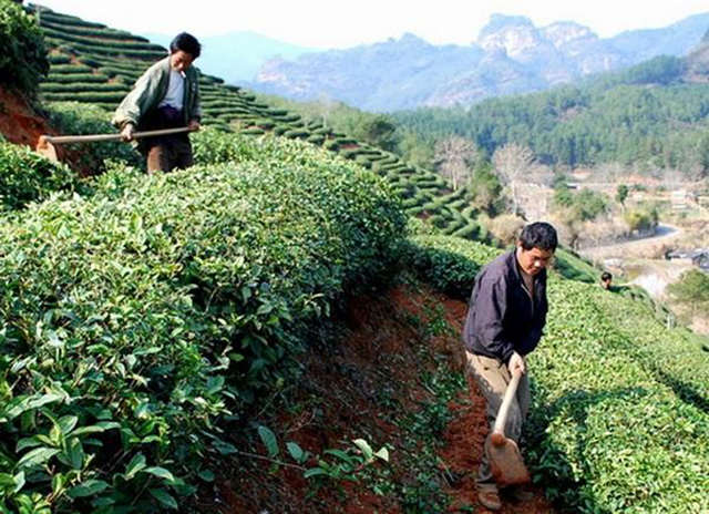 茶叶种植多久可采摘