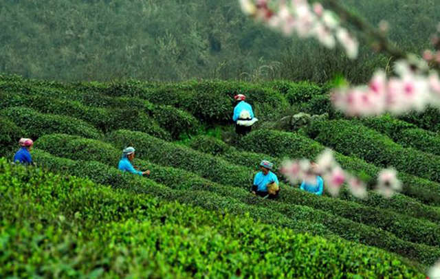 都匀毛尖茶的来历