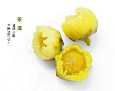 多喝胎菊好吗