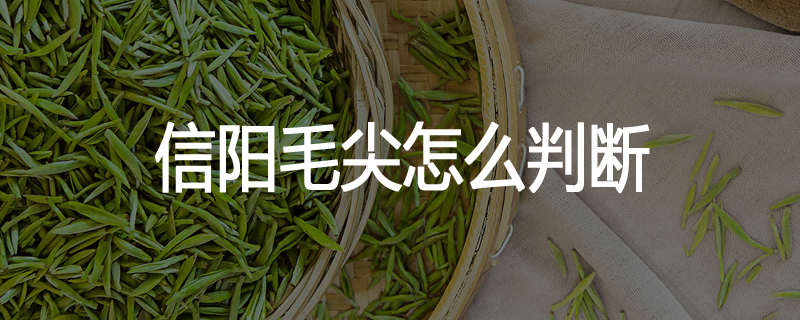 信阳毛尖怎么判断