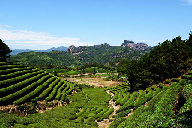 武夷山有哪些名茶